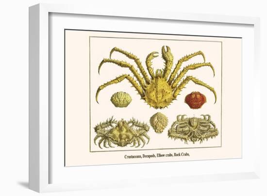 Crustaceans, Decapods, Elbow Crabs, Rock Crabs,-Albertus Seba-Framed Art Print