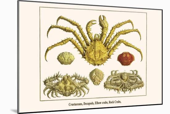 Crustaceans, Decapods, Elbow Crabs, Rock Crabs,-Albertus Seba-Mounted Art Print