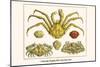 Crustaceans, Decapods, Elbow Crabs, Rock Crabs,-Albertus Seba-Mounted Art Print