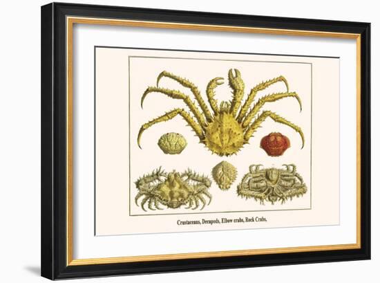 Crustaceans, Decapods, Elbow Crabs, Rock Crabs,-Albertus Seba-Framed Art Print