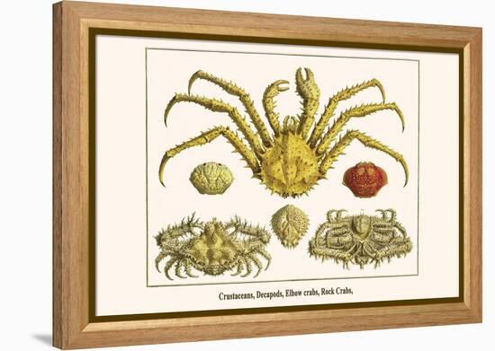 Crustaceans, Decapods, Elbow Crabs, Rock Crabs,-Albertus Seba-Framed Stretched Canvas