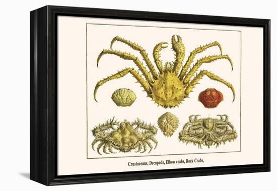 Crustaceans, Decapods, Elbow Crabs, Rock Crabs,-Albertus Seba-Framed Stretched Canvas