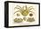 Crustaceans, Decapods, Elbow Crabs, Rock Crabs,-Albertus Seba-Framed Stretched Canvas