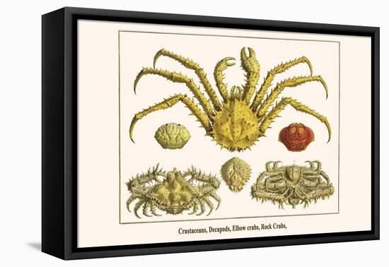 Crustaceans, Decapods, Elbow Crabs, Rock Crabs,-Albertus Seba-Framed Stretched Canvas