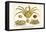 Crustaceans, Decapods, Elbow Crabs, Rock Crabs,-Albertus Seba-Framed Stretched Canvas