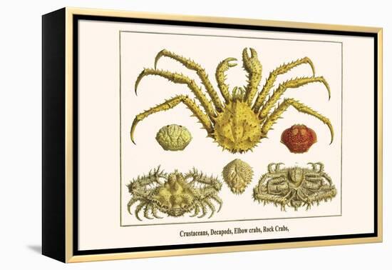 Crustaceans, Decapods, Elbow Crabs, Rock Crabs,-Albertus Seba-Framed Stretched Canvas