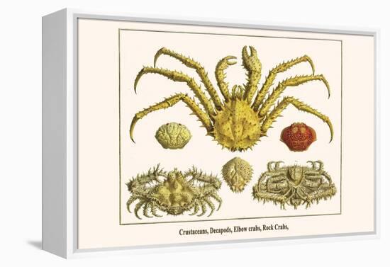 Crustaceans, Decapods, Elbow Crabs, Rock Crabs,-Albertus Seba-Framed Stretched Canvas
