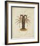 Crustaceans II-James Sowerby-Framed Giclee Print