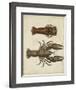 Crustaceans V-James Sowerby-Framed Giclee Print