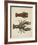 Crustaceans V-James Sowerby-Framed Giclee Print