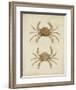 Crustaceans VI-James Sowerby-Framed Giclee Print