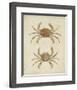 Crustaceans VI-James Sowerby-Framed Giclee Print
