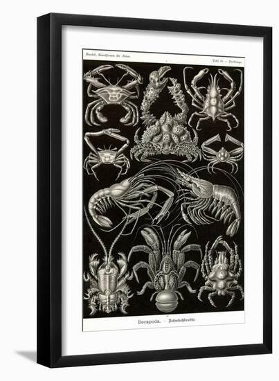 Crustaceans-Ernst Haeckel-Framed Art Print