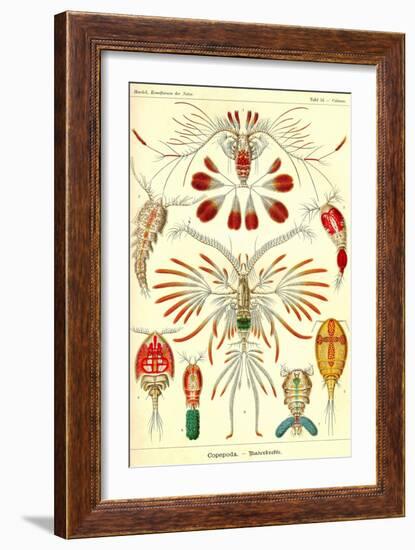 Crustaceans-Ernst Haeckel-Framed Art Print