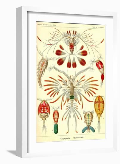 Crustaceans-Ernst Haeckel-Framed Art Print