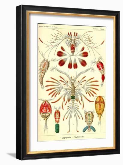 Crustaceans-Ernst Haeckel-Framed Art Print