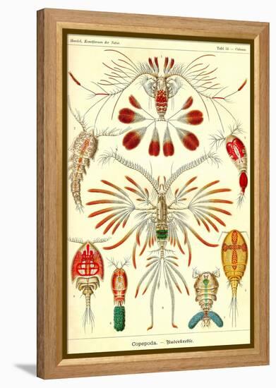 Crustaceans-Ernst Haeckel-Framed Stretched Canvas