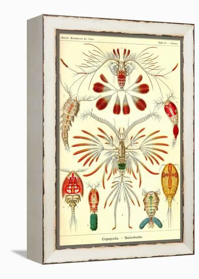 Crustaceans-Ernst Haeckel-Framed Stretched Canvas