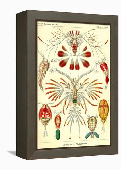 Crustaceans-Ernst Haeckel-Framed Stretched Canvas