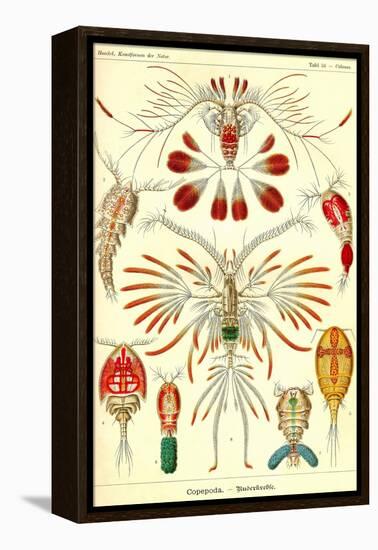 Crustaceans-Ernst Haeckel-Framed Stretched Canvas