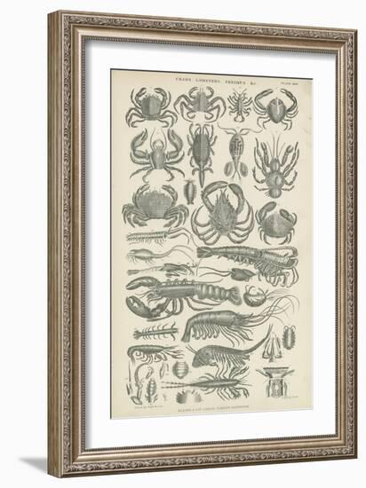 Crustaceans-null-Framed Giclee Print