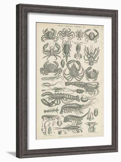 Crustaceans-null-Framed Giclee Print