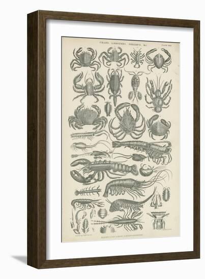 Crustaceans-null-Framed Giclee Print