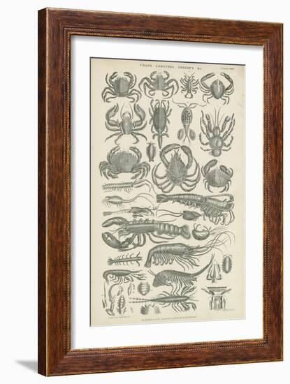 Crustaceans-null-Framed Giclee Print