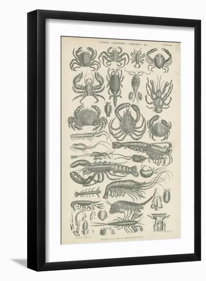 Crustaceans-null-Framed Giclee Print