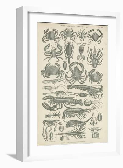 Crustaceans-null-Framed Giclee Print