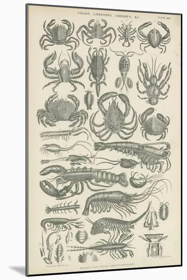 Crustaceans-null-Mounted Giclee Print