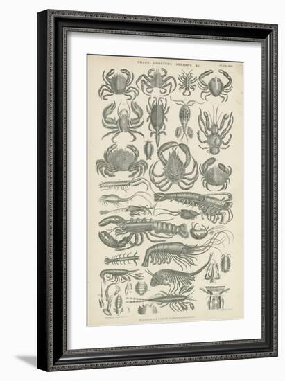 Crustaceans-null-Framed Giclee Print