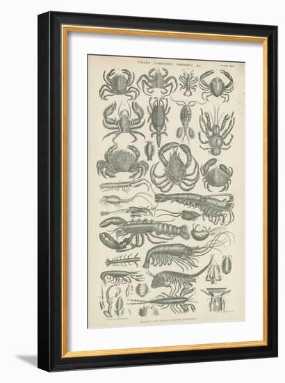 Crustaceans-null-Framed Giclee Print