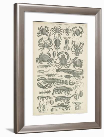 Crustaceans-null-Framed Giclee Print