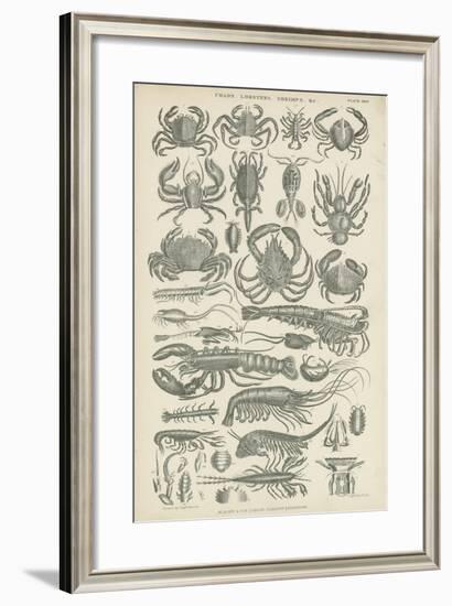 Crustaceans-null-Framed Giclee Print