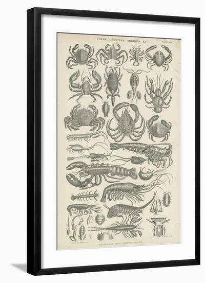 Crustaceans-null-Framed Giclee Print