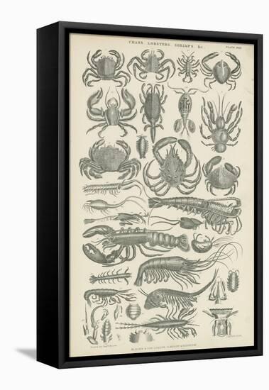 Crustaceans-null-Framed Premier Image Canvas