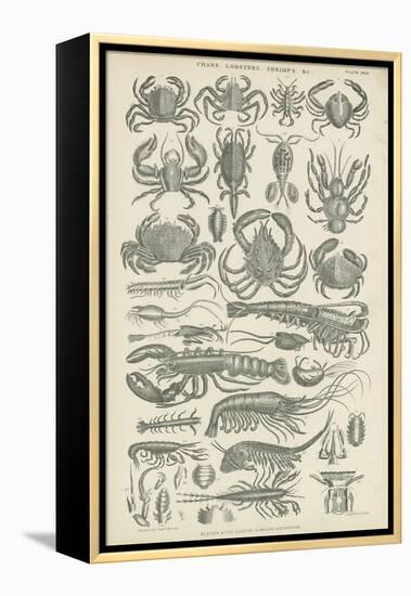 Crustaceans-null-Framed Premier Image Canvas