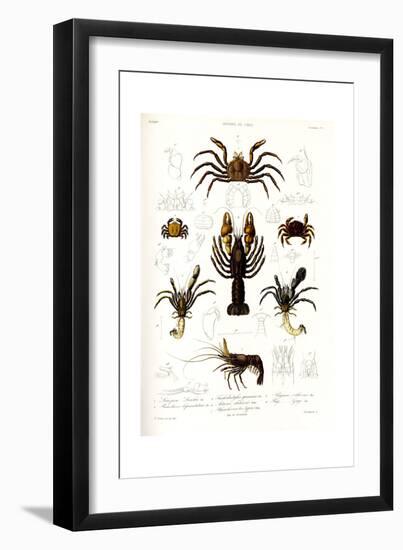 Crustaceos N1, Atlas de La Historia Física y Política de Chile, 1854-Claudio Gay-Framed Giclee Print