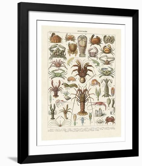 Crustaces-Adolphe Millot-Framed Art Print