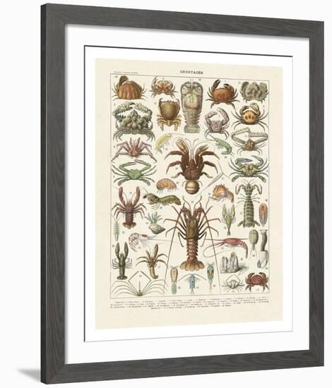 Crustaces-Adolphe Millot-Framed Art Print