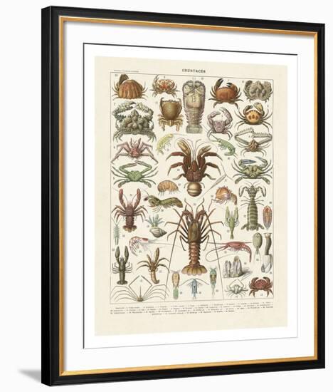 Crustaces-Adolphe Millot-Framed Art Print