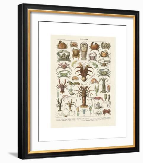 Crustaces-Adolphe Millot-Framed Giclee Print