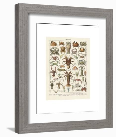 Crustaces-Adolphe Millot-Framed Art Print