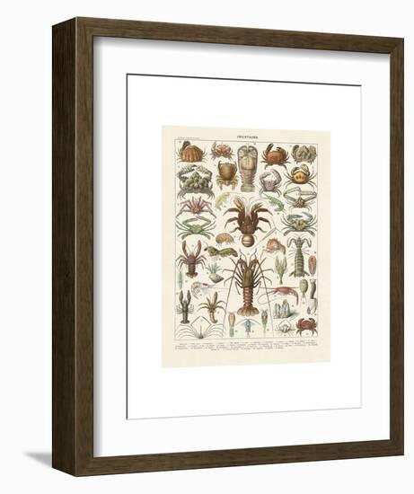 Crustaces-Adolphe Millot-Framed Art Print