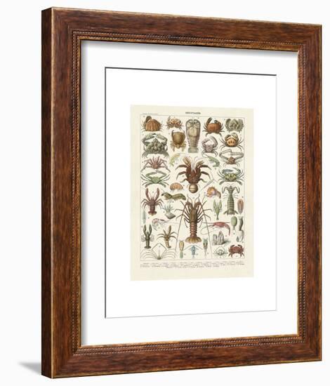 Crustaces-Adolphe Millot-Framed Art Print