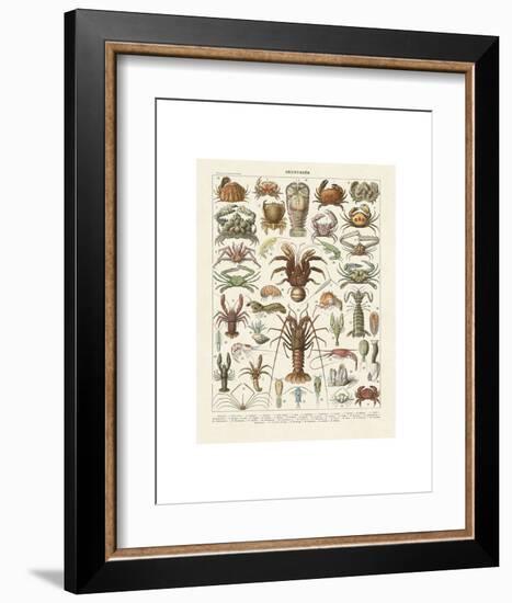 Crustaces-Adolphe Millot-Framed Art Print