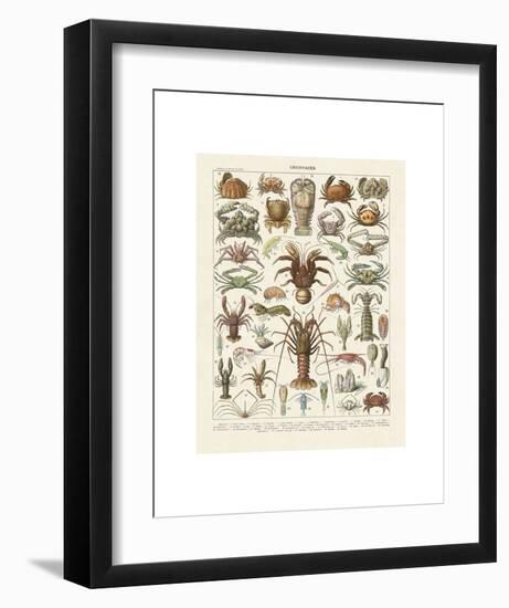 Crustaces-Adolphe Millot-Framed Art Print