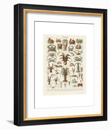 Crustaces-Adolphe Millot-Framed Art Print