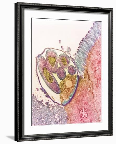 Cryptosporidium Protozoa, TEM-null-Framed Photographic Print